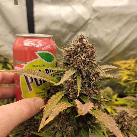 Purple lemonade & pineapple express autos from 420 fastbuds  growlog timeline photo