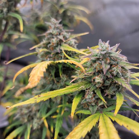 Purple lemonade & pineapple express autos from 420 fastbuds  growlog timeline photo
