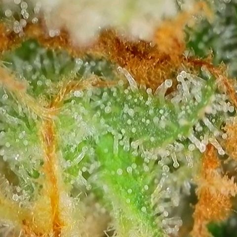 Purple lemonade & pineapple express autos from 420 fastbuds  growlog timeline photo