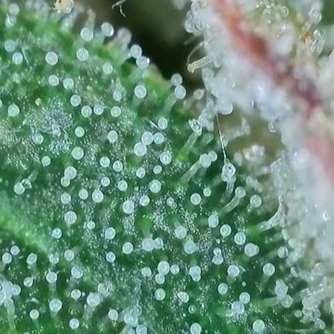 Purple lemonade & pineapple express autos from 420 fastbuds  growlog timeline photo