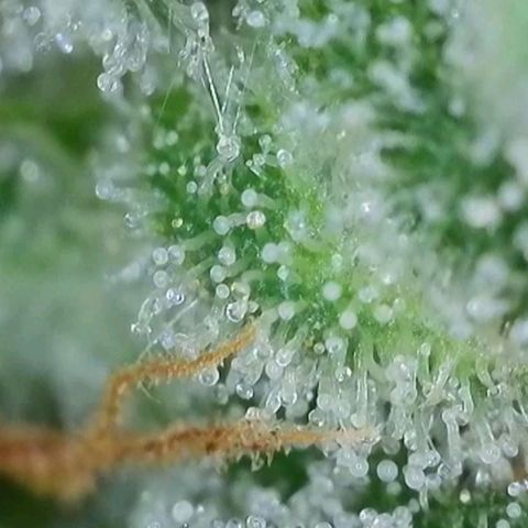 Purple lemonade & pineapple express autos from 420 fastbuds  growlog timeline photo