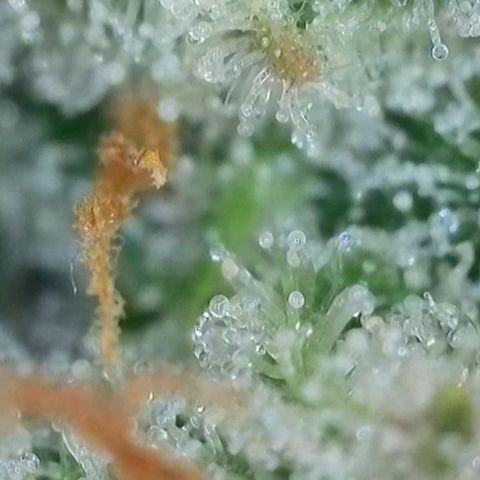 Purple lemonade & pineapple express autos from 420 fastbuds  growlog timeline photo