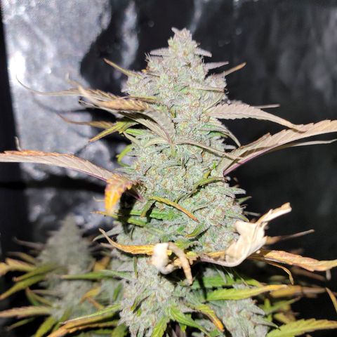 Purple lemonade & pineapple express autos from 420 fastbuds  growlog timeline photo