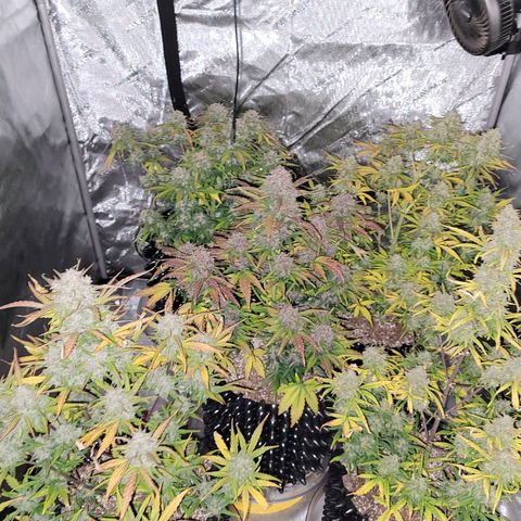 Purple lemonade & pineapple express autos from 420 fastbuds  growlog timeline photo