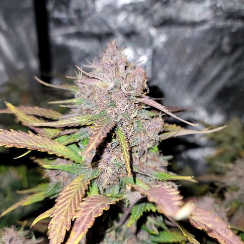 Purple lemonade & pineapple express autos from 420 fastbuds  growlog timeline photo