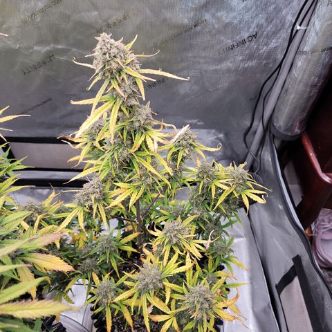 Purple lemonade & pineapple express autos from 420 fastbuds  growlog timeline photo