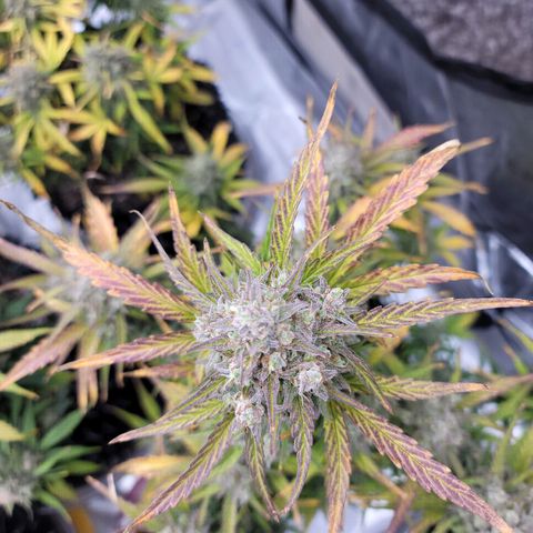 Purple lemonade & pineapple express autos from 420 fastbuds  growlog timeline photo