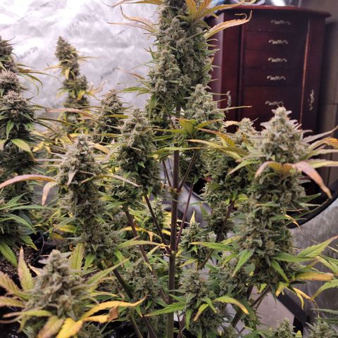 Purple lemonade & pineapple express autos from 420 fastbuds  growlog timeline photo