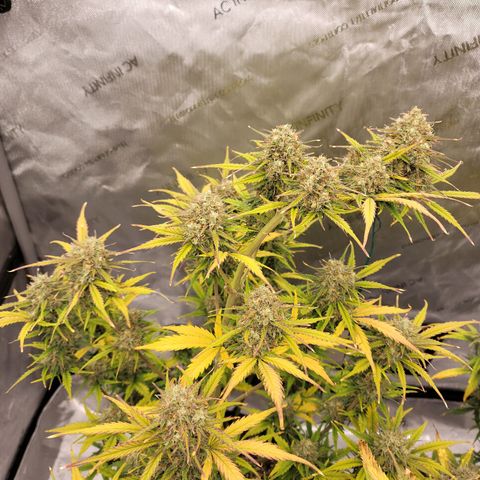 Purple lemonade & pineapple express autos from 420 fastbuds  growlog timeline photo