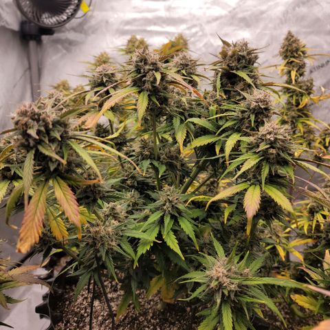 Purple lemonade & pineapple express autos from 420 fastbuds  growlog timeline photo