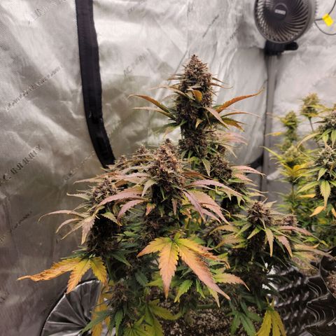 Purple lemonade & pineapple express autos from 420 fastbuds  growlog timeline photo