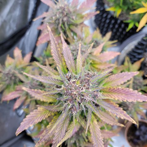 Purple lemonade & pineapple express autos from 420 fastbuds  growlog timeline photo