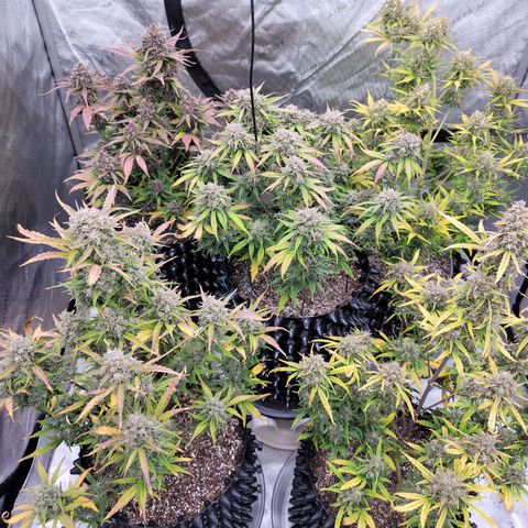 Purple lemonade & pineapple express autos from 420 fastbuds  growlog timeline photo