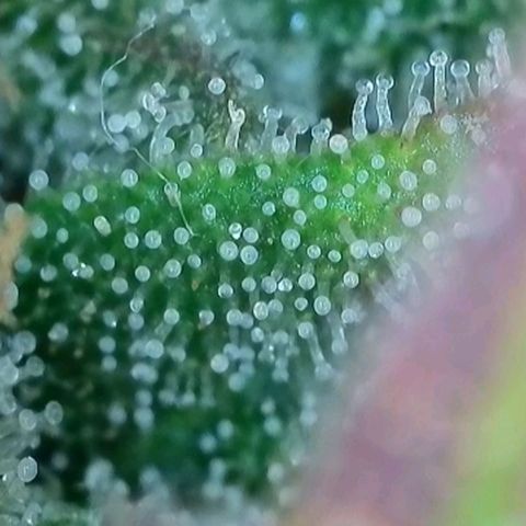 Purple lemonade & pineapple express autos from 420 fastbuds  growlog timeline photo