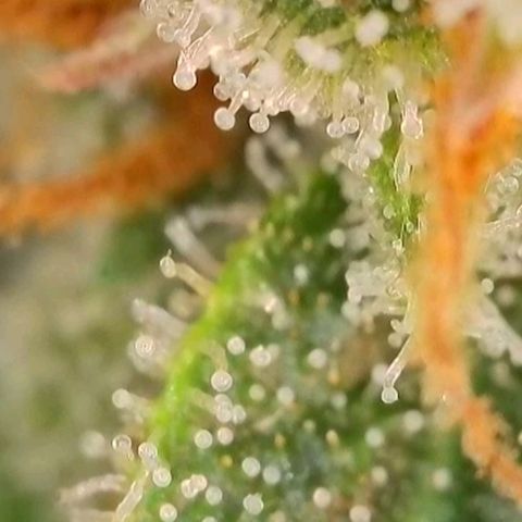 Purple lemonade & pineapple express autos from 420 fastbuds  growlog timeline photo