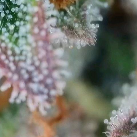 Purple lemonade & pineapple express autos from 420 fastbuds  growlog timeline photo