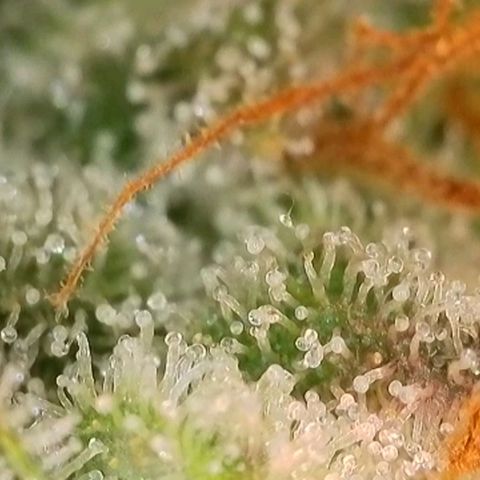 Purple lemonade & pineapple express autos from 420 fastbuds  growlog timeline photo