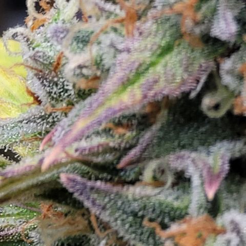 Purple lemonade & pineapple express autos from 420 fastbuds  growlog timeline photo