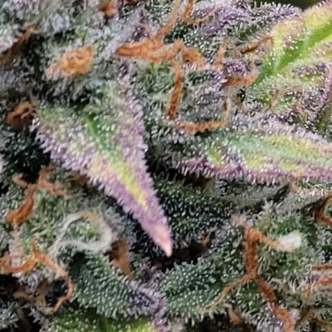 Purple lemonade & pineapple express autos from 420 fastbuds  growlog timeline photo