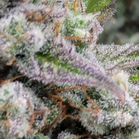 Purple lemonade & pineapple express autos from 420 fastbuds  growlog timeline photo