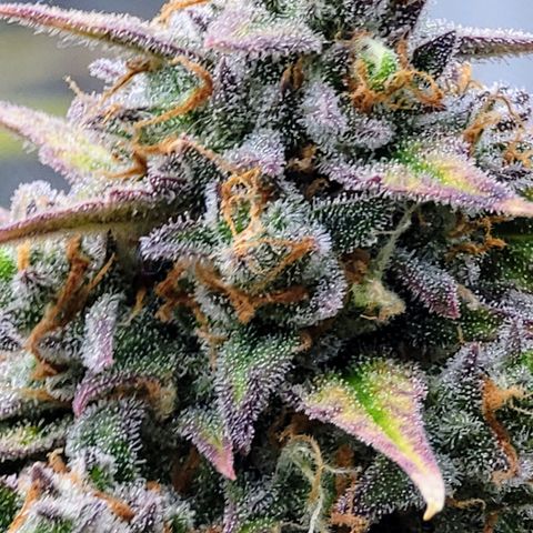 Purple lemonade & pineapple express autos from 420 fastbuds  growlog timeline photo