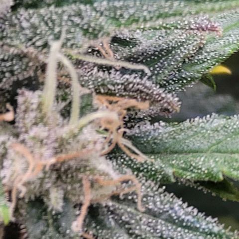 Purple lemonade & pineapple express autos from 420 fastbuds  growlog timeline photo