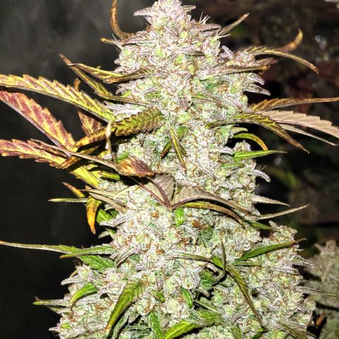 Purple lemonade & pineapple express autos from 420 fastbuds  growlog timeline photo