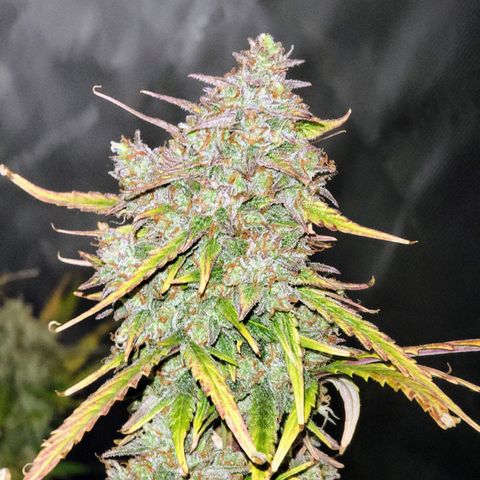 Purple lemonade & pineapple express autos from 420 fastbuds  growlog timeline photo