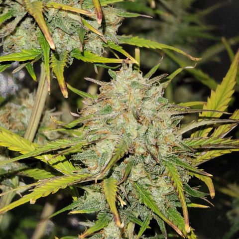 Purple lemonade & pineapple express autos from 420 fastbuds  growlog timeline photo