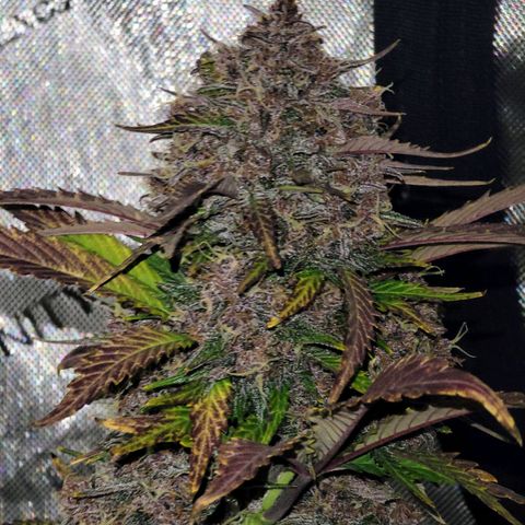 Purple lemonade & pineapple express autos from 420 fastbuds  growlog timeline photo