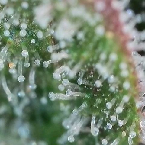 Purple lemonade & pineapple express autos from 420 fastbuds  growlog timeline photo