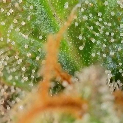 Purple lemonade & pineapple express autos from 420 fastbuds  growlog timeline photo