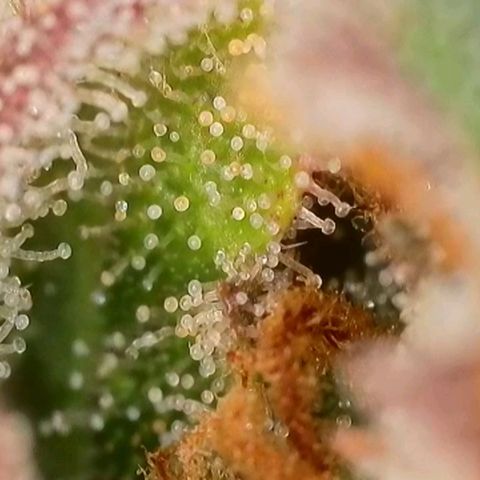 Purple lemonade & pineapple express autos from 420 fastbuds  growlog timeline photo