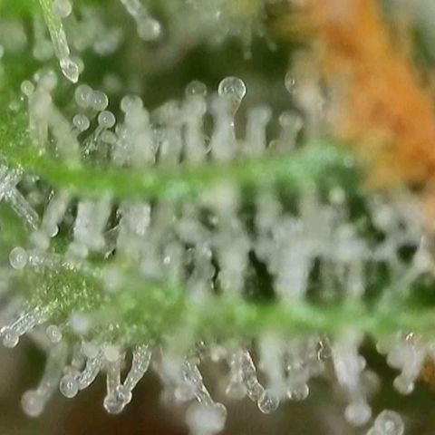 Purple lemonade & pineapple express autos from 420 fastbuds  growlog timeline photo