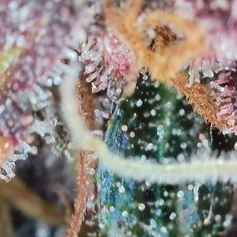 Purple lemonade & pineapple express autos from 420 fastbuds  growlog timeline photo