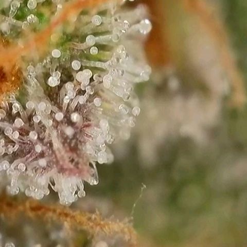 Purple lemonade & pineapple express autos from 420 fastbuds  growlog timeline photo