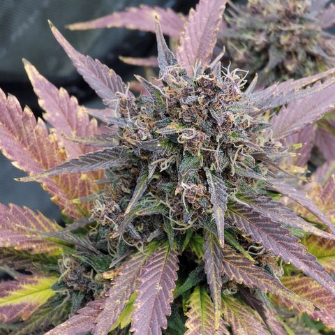 Purple lemonade & pineapple express autos from 420 fastbuds  growlog timeline photo