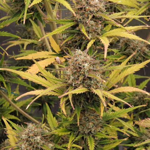 Purple lemonade & pineapple express autos from 420 fastbuds  growlog timeline photo