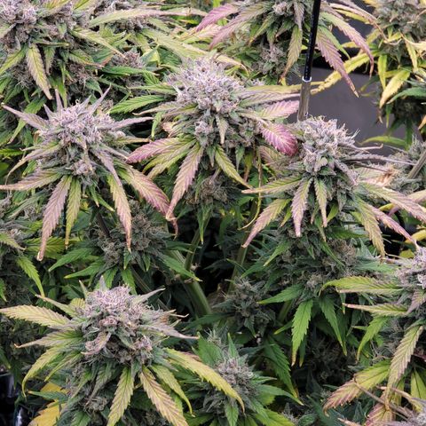 Purple lemonade & pineapple express autos from 420 fastbuds  growlog timeline photo