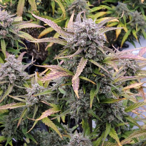 Purple lemonade & pineapple express autos from 420 fastbuds  growlog timeline photo