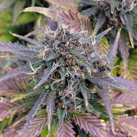 Purple lemonade & pineapple express autos from 420 fastbuds  growlog timeline photo