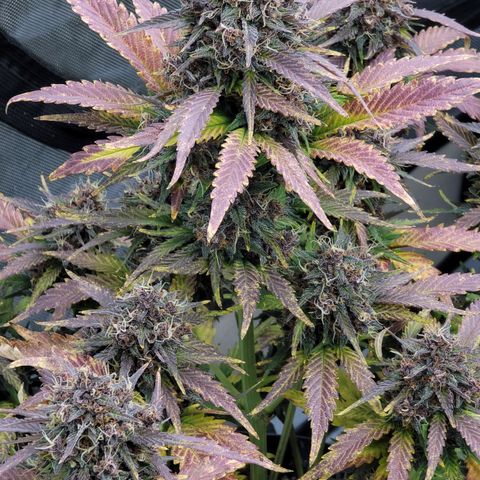 Purple lemonade & pineapple express autos from 420 fastbuds  growlog timeline photo