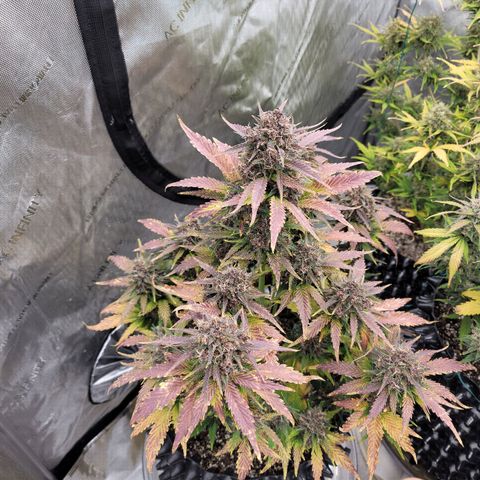 Purple lemonade & pineapple express autos from 420 fastbuds  growlog timeline photo