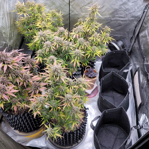 Purple lemonade & pineapple express autos from 420 fastbuds  growlog timeline photo