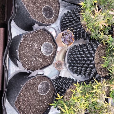 Purple lemonade & pineapple express autos from 420 fastbuds  growlog timeline photo