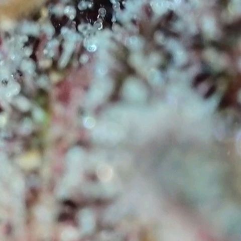 Purple lemonade & pineapple express autos from 420 fastbuds  growlog timeline photo
