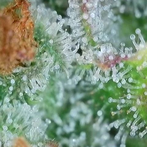 Purple lemonade & pineapple express autos from 420 fastbuds  growlog timeline photo