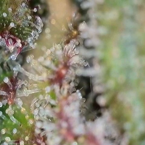 Purple lemonade & pineapple express autos from 420 fastbuds  growlog timeline photo