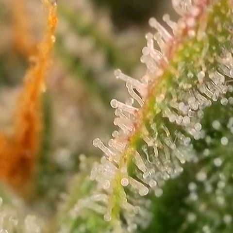 Purple lemonade & pineapple express autos from 420 fastbuds  growlog timeline photo