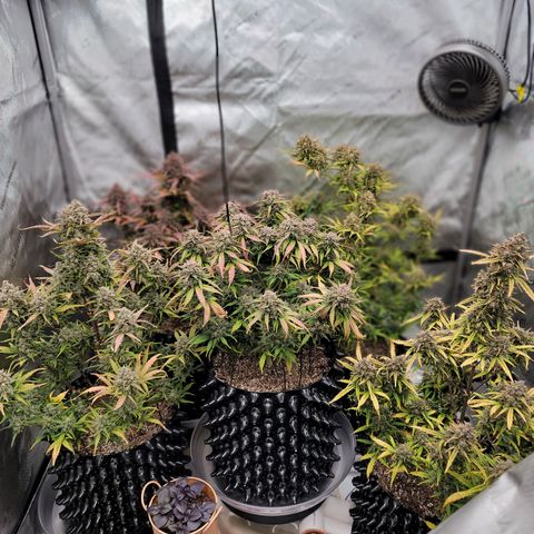 Purple lemonade & pineapple express autos from 420 fastbuds  growlog timeline photo